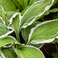 Hosta 'Twist of Lime'